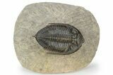 Beautiful Zlichovaspis Trilobite - Chocolate Brown Shell #248762-2